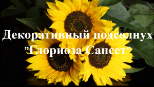 Декоративный подсолнух  сорт "Глориоза Сансет"