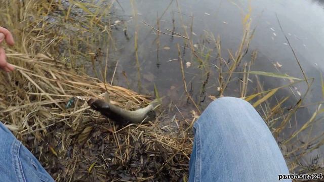Рыбалка на озере в декабре. Ловля щуки с берега. смотреть онлайн