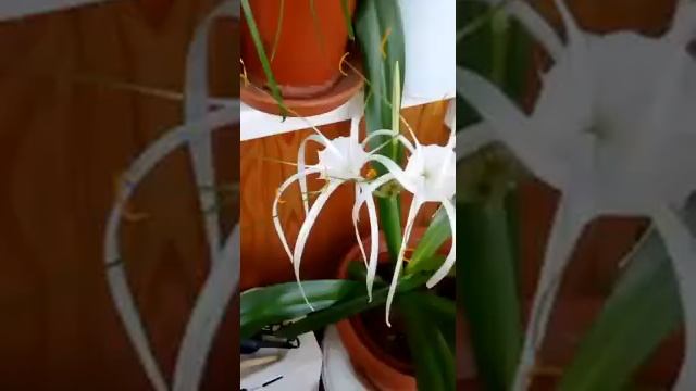 Цветы Гименокаллис смотреть онлайн
