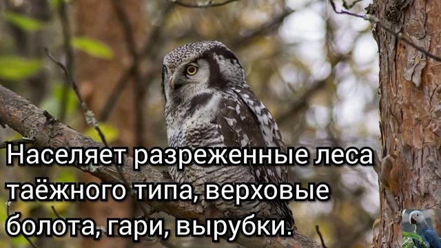 Ястребиная сова (англ. Nothen hawk-owl) смотреть онлайн