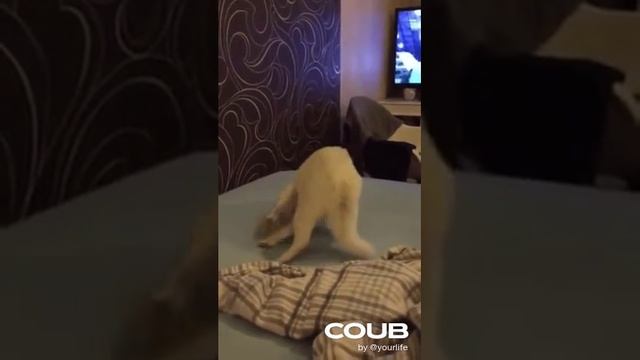 1608747093_looped_1608747092.mp4 смотреть онлайн