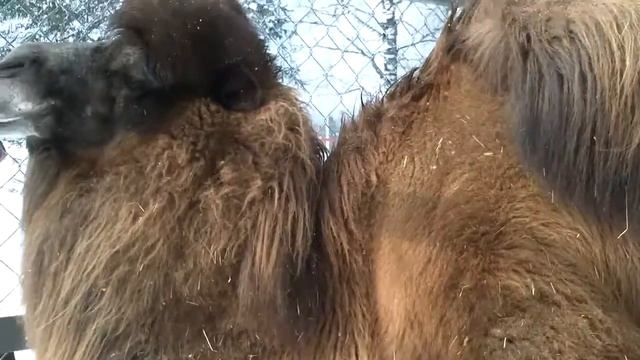 Бактриан-двугорбый верблюд из Центральной Азии смотреть онлайн