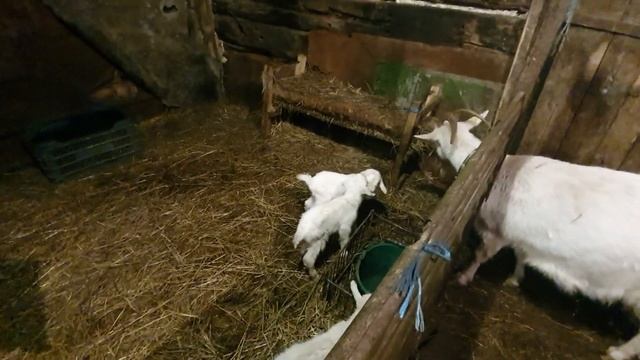 Наконец-то Ляля родила. Погиб малыш. Размышления о мясной породе коз. смотреть онлайн