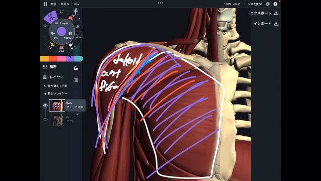 Anatomy and function of chest muscles смотреть онлайн