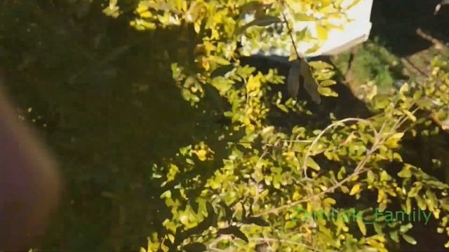 Гранат Крымский Полосатый на 13.10.2018 (Pomegranate) смотреть онлайн