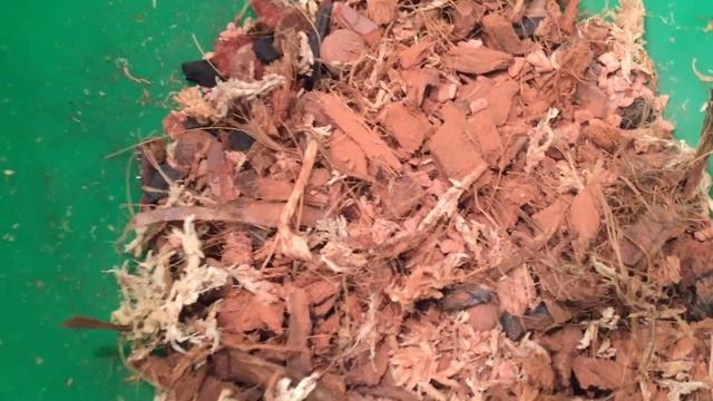 Пересадка двух чёрных орхидей... Эксклюзивные красавицы))) смотреть онлайн