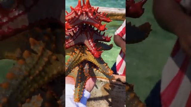 ЗАНЗИБАР 2021 !!! Танзания! Поездка на остров морских звёзд смотреть онлайн