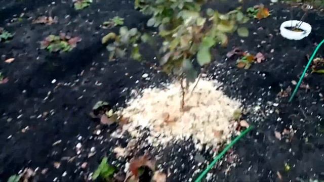 Укрываю Черенки РОЗ и РОЗЫ на ЗИМУ.. I warm ROSES on WINTER. 05.11.2019г. смотреть онлайн