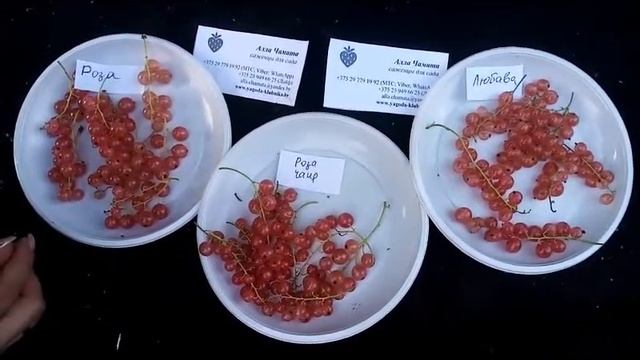 Обзор сортов розовой смородины Роза, Роза Чаир, Любава в 2021 году. смотреть онлайн