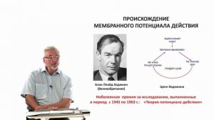 Евсеев А.В. Нормальная физиология. Лекция №5. Теория происхождения биопотенциалов. 2023