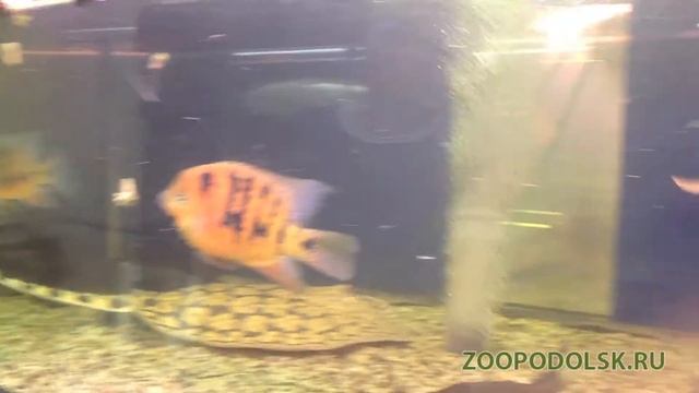 Арована Красная Super Red Arowana (super red arowana, blood red, chili red) смотреть онлайн