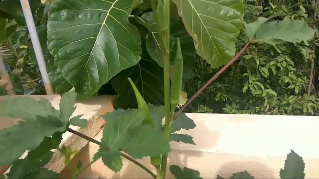 Okra Plant In Terrace Garden