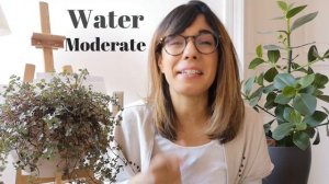 Pilea Glauca - Pilea glauca care indoors (improved version!)