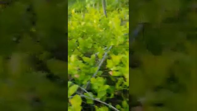 Цветет черника смотреть онлайн