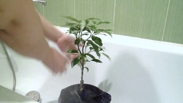 Как правильно помыть растения! Обработка от вредителей хозяйственным мылом смотреть онлайн