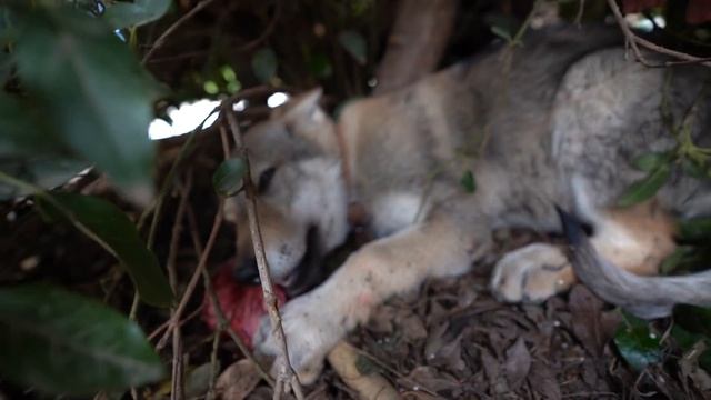 LE DOY CARNE A MI LOBO POR PRIMERA VEZ! смотреть онлайн