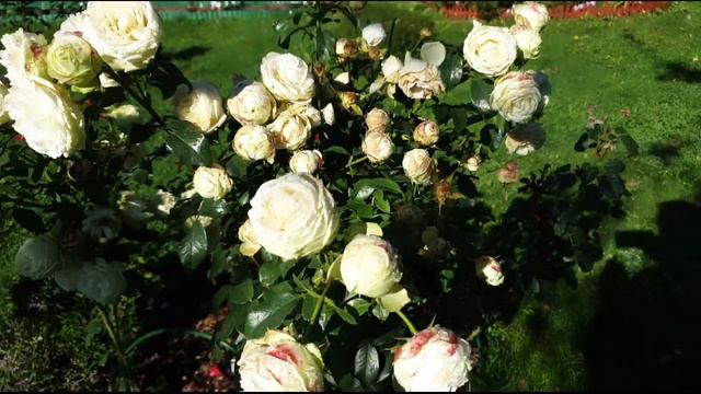 Белые розы в саду - обзор 10 сортов белых роз, сезон 2021 смотреть онлайн