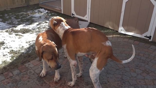 Bully Kutta Canada/USA (North America) смотреть онлайн