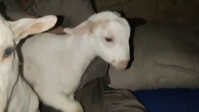 ٽيڊي Teddy bari смотреть онлайн