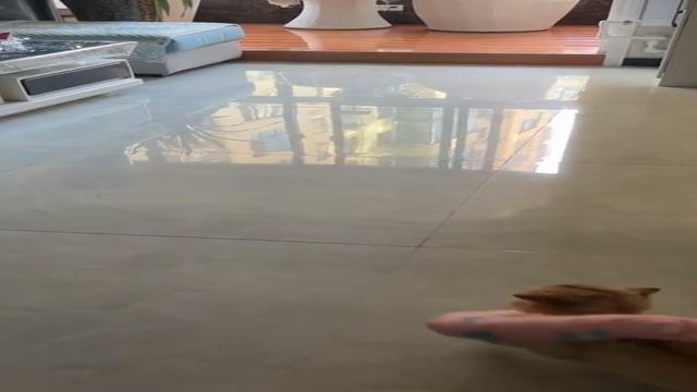 Широкий Котенок смотреть онлайн