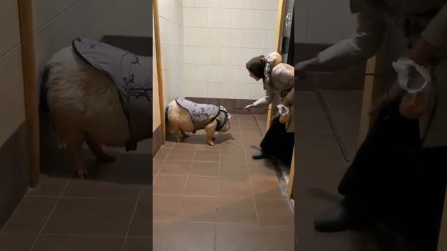 Жительница выгуливает свою свинью вместо собаки смотреть онлайн