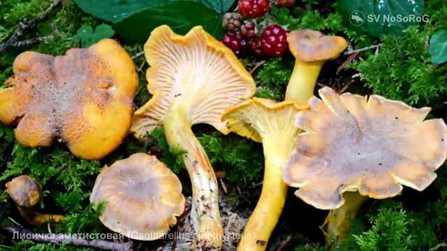 Лисичка аметистовая (Cantharellus Amethysteus)