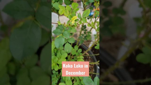 Koko Loko roses in December 2022 prior to freeze смотреть онлайн