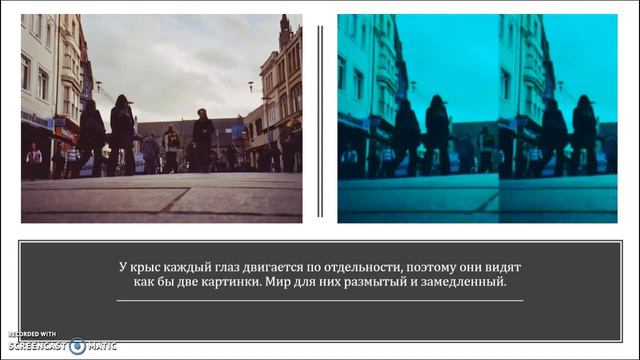 Как видят мир животные?