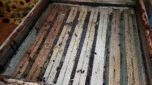 Термообработка пчёл от клеща Варроа. Альпийский улей.