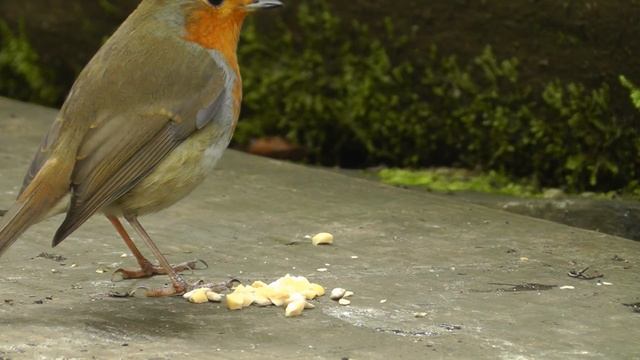 Videos for Cats to Watch Mice ? Mouse Extravaganza - TV for Cats смотреть онлайн