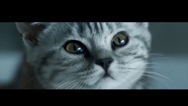 Whiskas RYTP смотреть онлайн