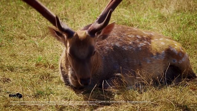 Після антибіотику КАК -Пробіз ТАК! Рекламний ТВ ролик Пробіз. смотреть онлайн