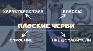 Тип Плоские черви. Биология 7 класс. Классы, строение плоских червей. Ленточные черви Паразиты. ЕГЭ