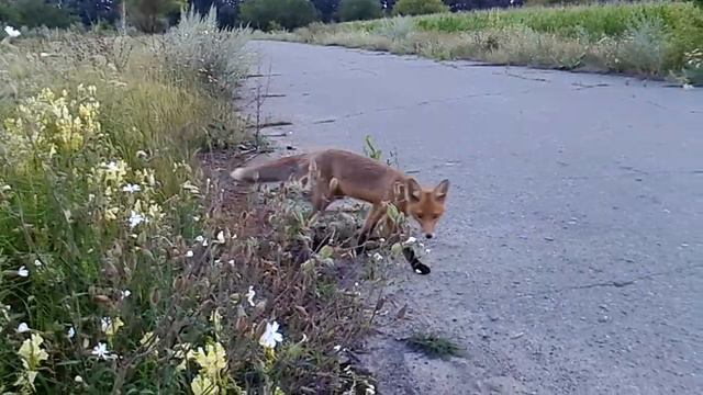Лиса VID 20170720 203139 смотреть онлайн
