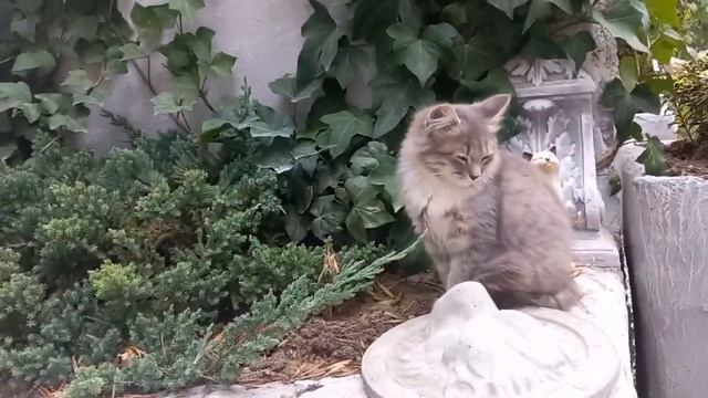 Наша дача. Двор, как новый!!!)) смотреть онлайн