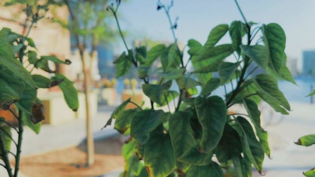 🔷Al seef| mall area |Bur Dubai| 4K HDR✅ смотреть онлайн