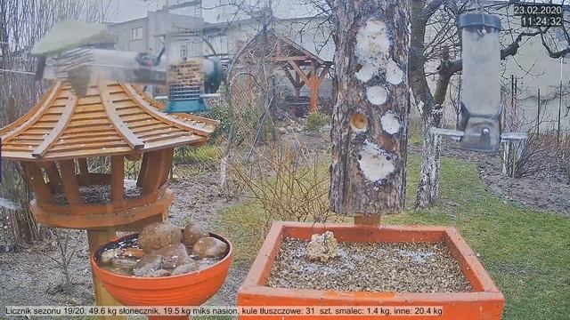 Nieudany atak Krogulca - Karmnik NA ŻYWO Krotoszyn смотреть онлайн