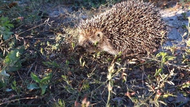 Спасение Ежика смотреть онлайн