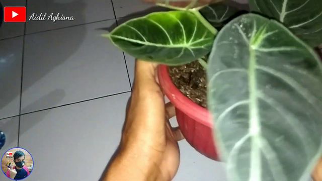 UBDATE HARGA ALOCASIA BLACK VELVET INDUKAN TERBARU смотреть онлайн
