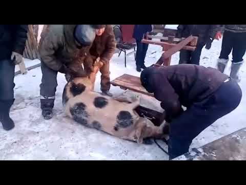 В Коми начали утилизацию свиней смотреть онлайн