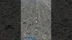 Сев подсолнечника 2022 сеялкой СПЧ-8 (СПП-8)