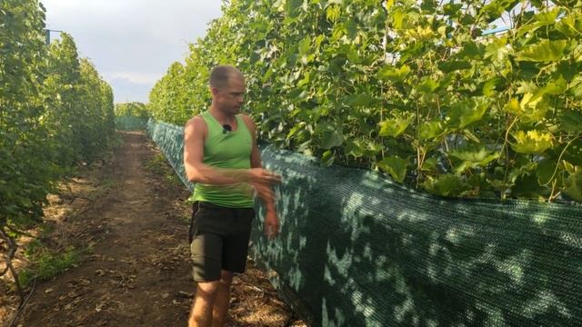 Защитите урожай от солнца