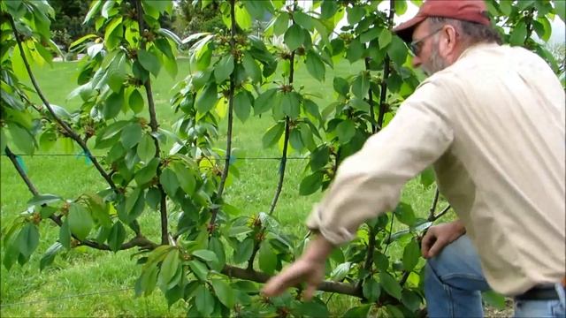 UFO Cherry Training Part 2 смотреть онлайн
