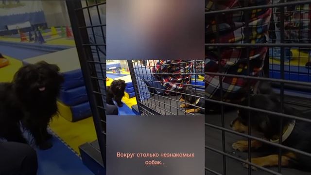 Пуговка. История успеха. Питомник пражских крысариков Ратлик блюз. Кусково 2021. смотреть онлайн