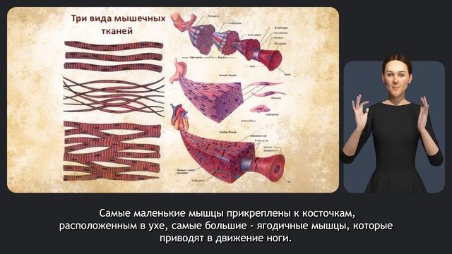 Мышечная система смотреть онлайн