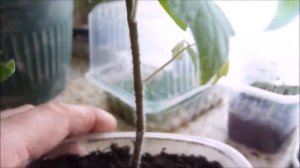 SOS! Гибнет рассада томатов.