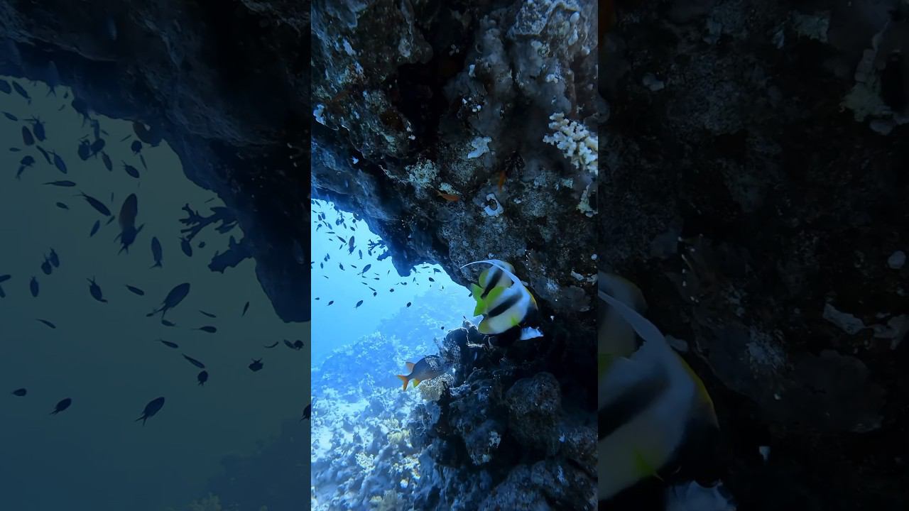 Устал от суеты города? Под водой всегда спокойно и тихо! #фридайвинг #underwater #freediving #diving смотреть онлайн
