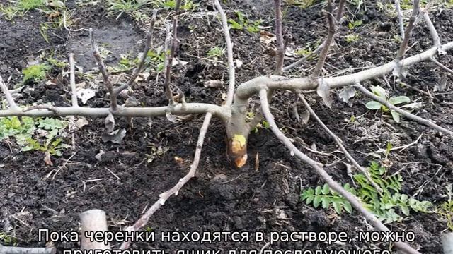 Как размножить яблоню смотреть онлайн