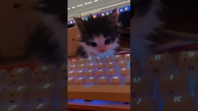 Котик просто милота смотреть онлайн