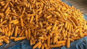 Кукуруза для курей.